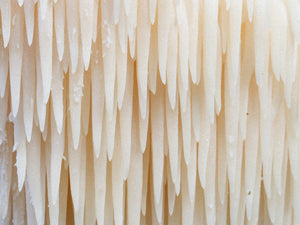 A Mushroom That May Literally Expand Your Mind: Lion's Mane