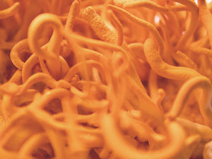 Cordyceps: The Real Life Zombie That Will Make You Feel More Alive