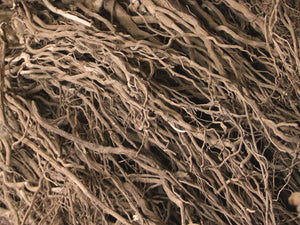 Kava Kava: Nature's Gift For Calm & Tranquility