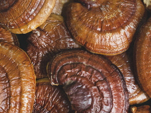 Meet The Ancestral King Of Mushrooms: Reishi